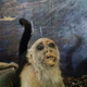 Imagen: Crap Taxidermy